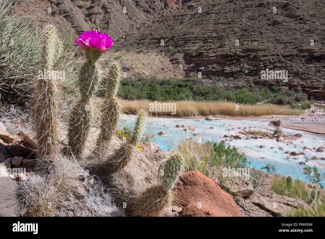 Grizzly bear prickly pear cactus, Opuntia erinacea,Little Colorado River, Grand Canyon, Arizona