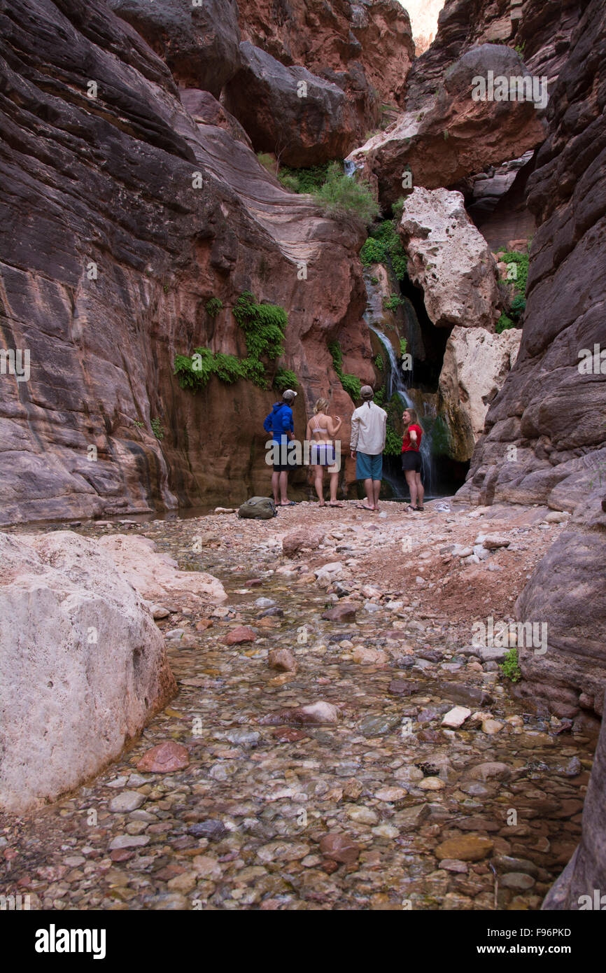 Spring fed waterfall adjacent the Colorado River, Grand Canyon, Arizona, United States Stock Photo