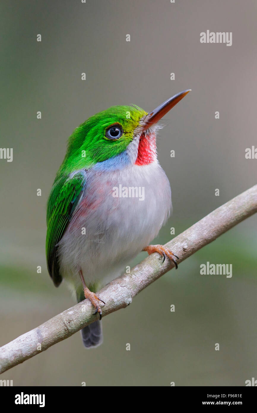 Cuban Tody (Todus multicolor) perched on a branch in Cuba. Stock Photo