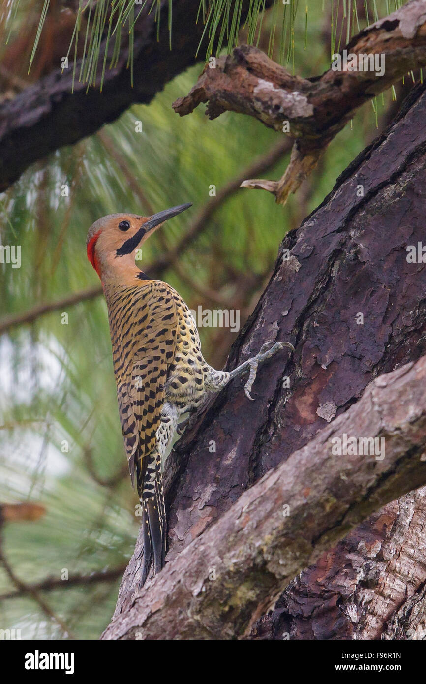 Northern Flicker (Colaptes auratus) perched on a branch in Cuba. Stock Photo