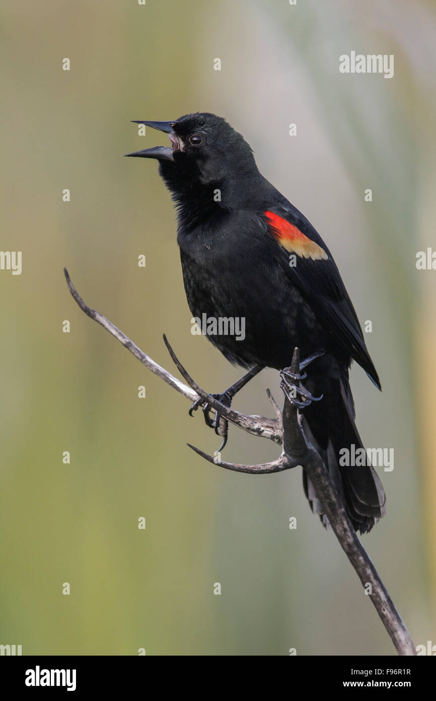 Redshouldered Blackbird (Agelaius assimilis) perched on a branch in Cuba. Stock Photo