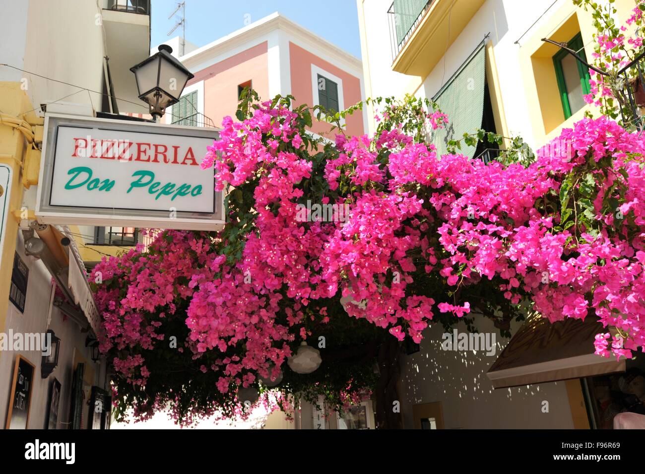 Bougainvillea in Ibiza old town Balearic Islands Spain Stock Photo