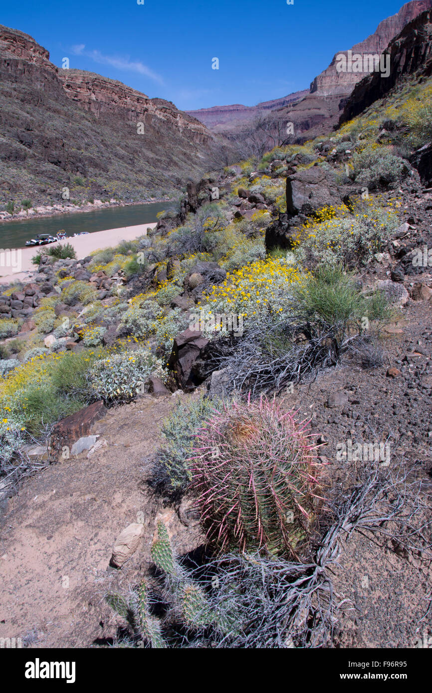 Brittlebush, Encelia farinosa and California barrel cactus, Ferocactus