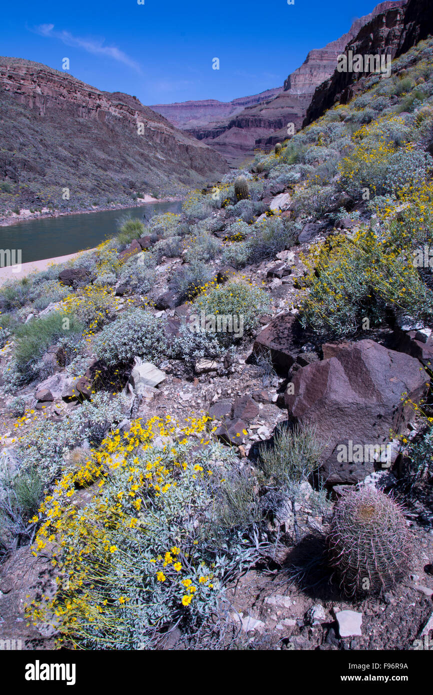 Brittlebush, Encelia farinosa and California barrel cactus, Ferocactus