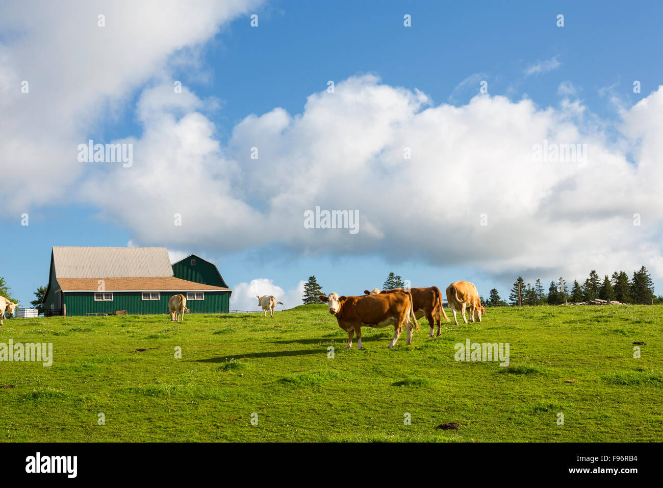 Cattle barns hires stock photography and images Alamy