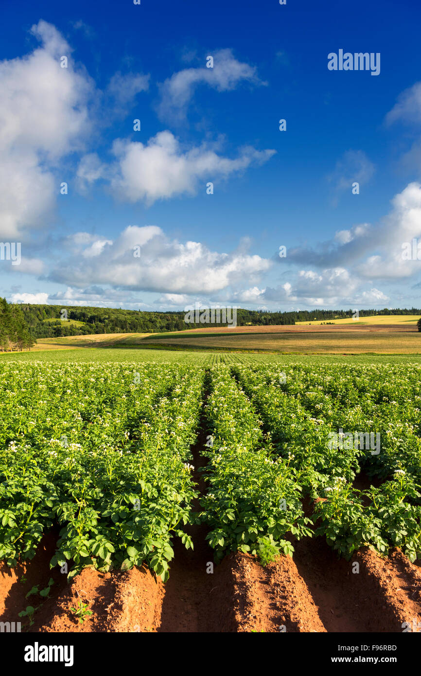 Potatoe field in bloom, North Wiltshire, Prince Edward Island, Canada Stock Photo