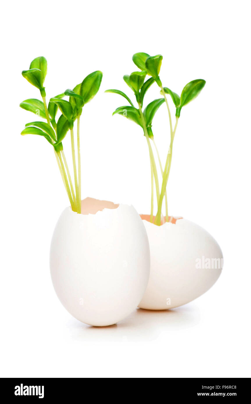 New life concept with seedling and egg on white Stock Photo - Alamy