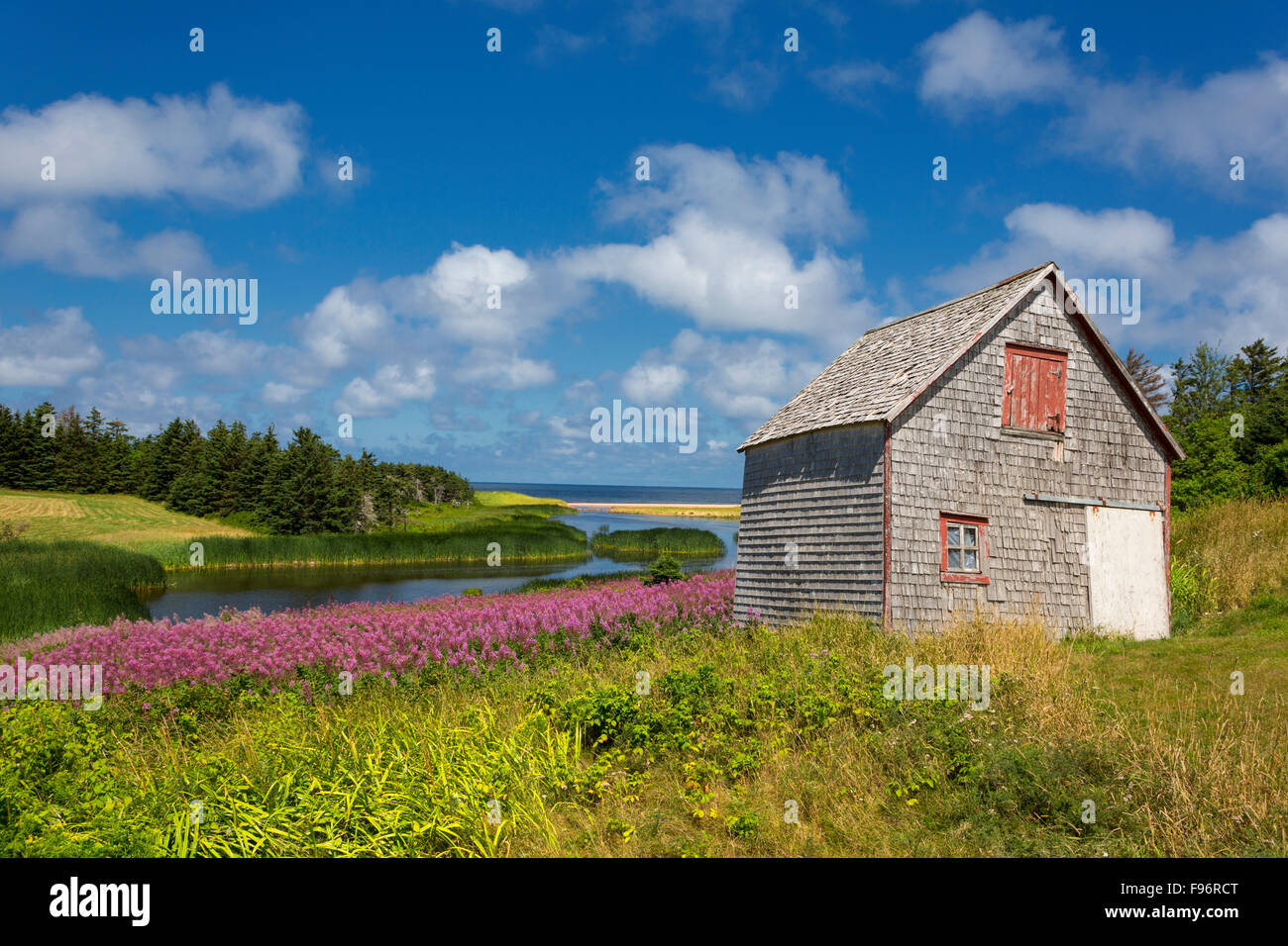 Fireweed and barn, Priest Pond, Prince Edward Island, Canada Stock Photo
