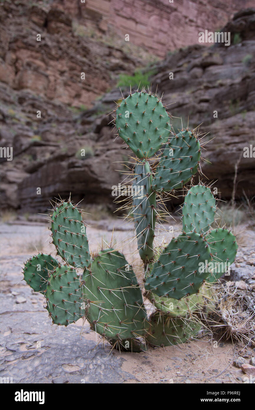 Prickly pear cactus, Colorado River, Grand Canyon, Arizona, United States  Stock Photo - Alamy