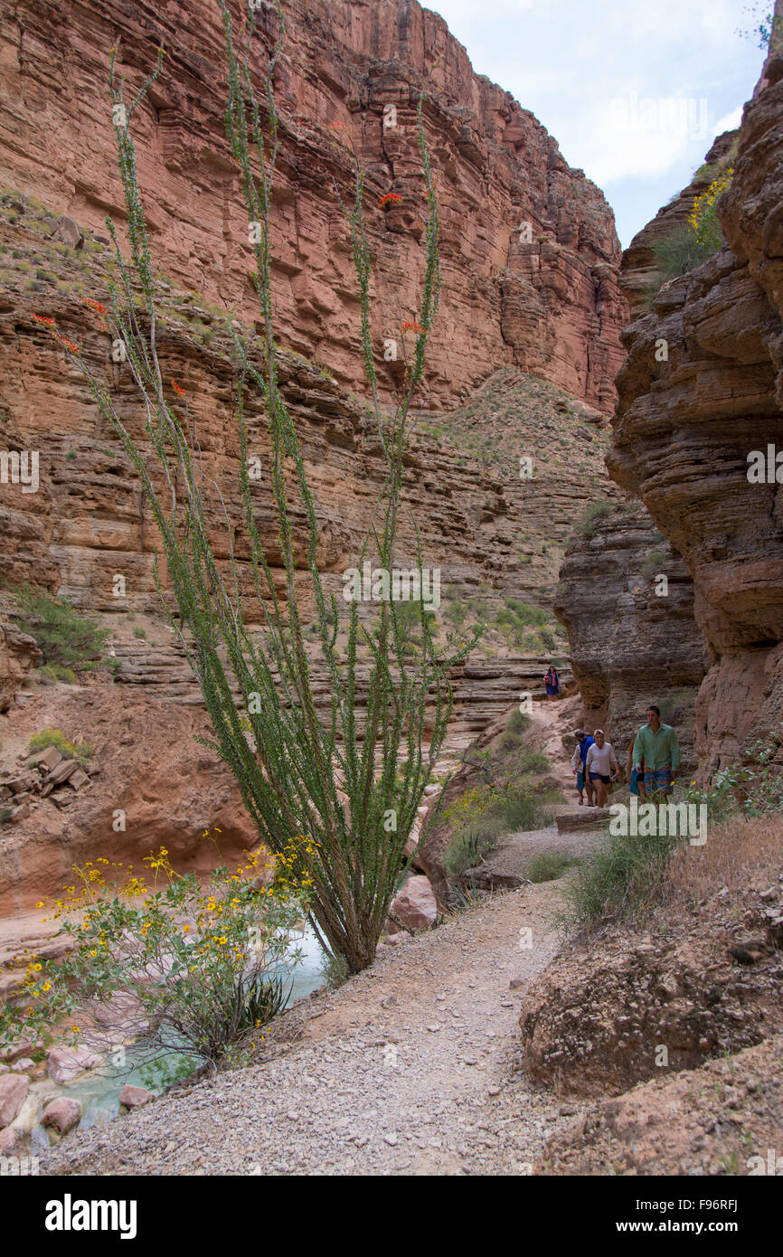 Colorado River, Grand Canyon, Arizona, United States Stock Photo