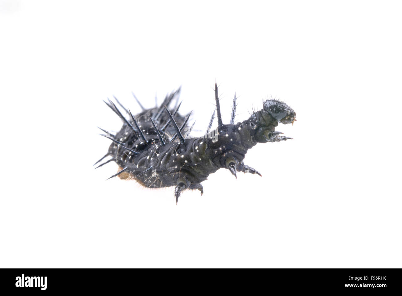 Black caterpillar with white spots isolated on a white background Stock ...