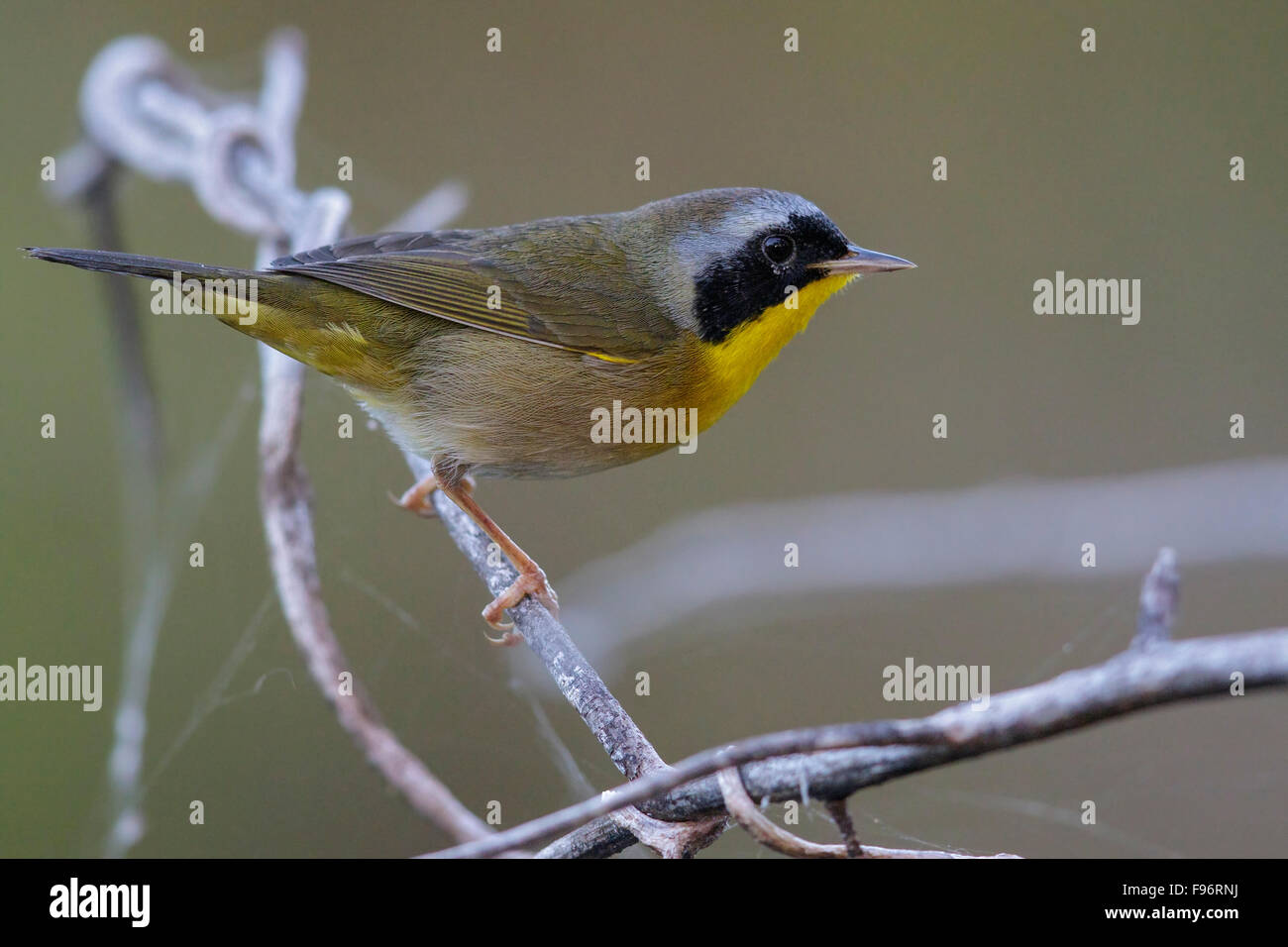 Common Yellowthroat (Geothlypis trichas) perched on a branch in Cuba. Stock Photo