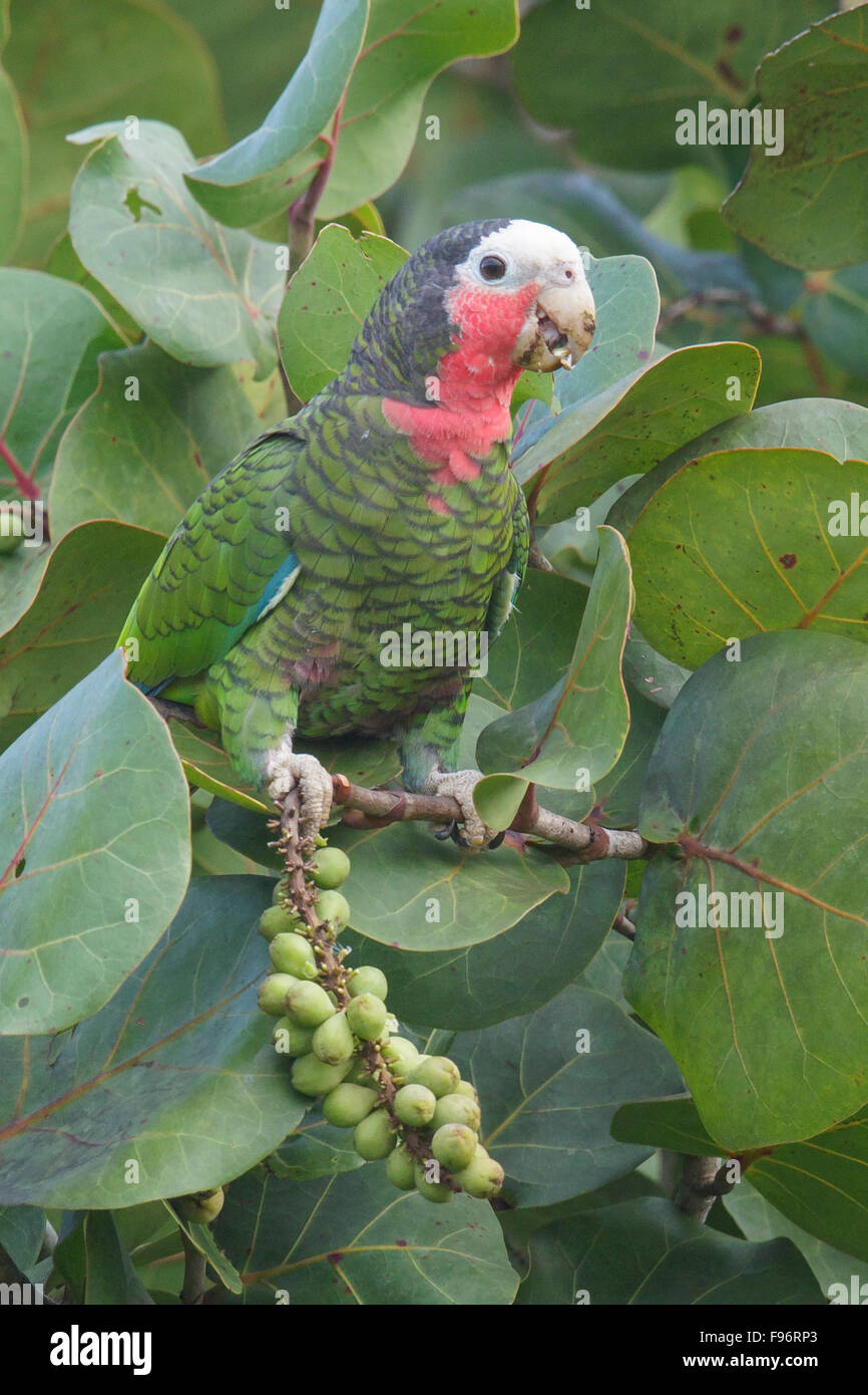 Cuban Parrot (Amazona leucocephala) perched on a branch in Cuba. Stock Photo