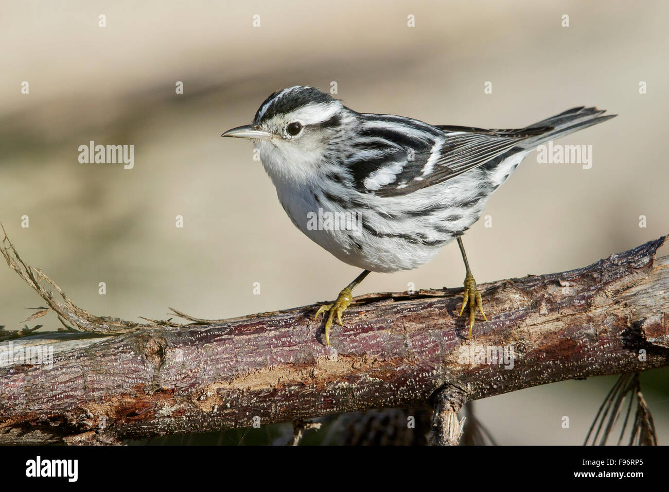BlackandWhite Warbler (Mniotilta varia) perched on a branch in Cuba. Stock Photo