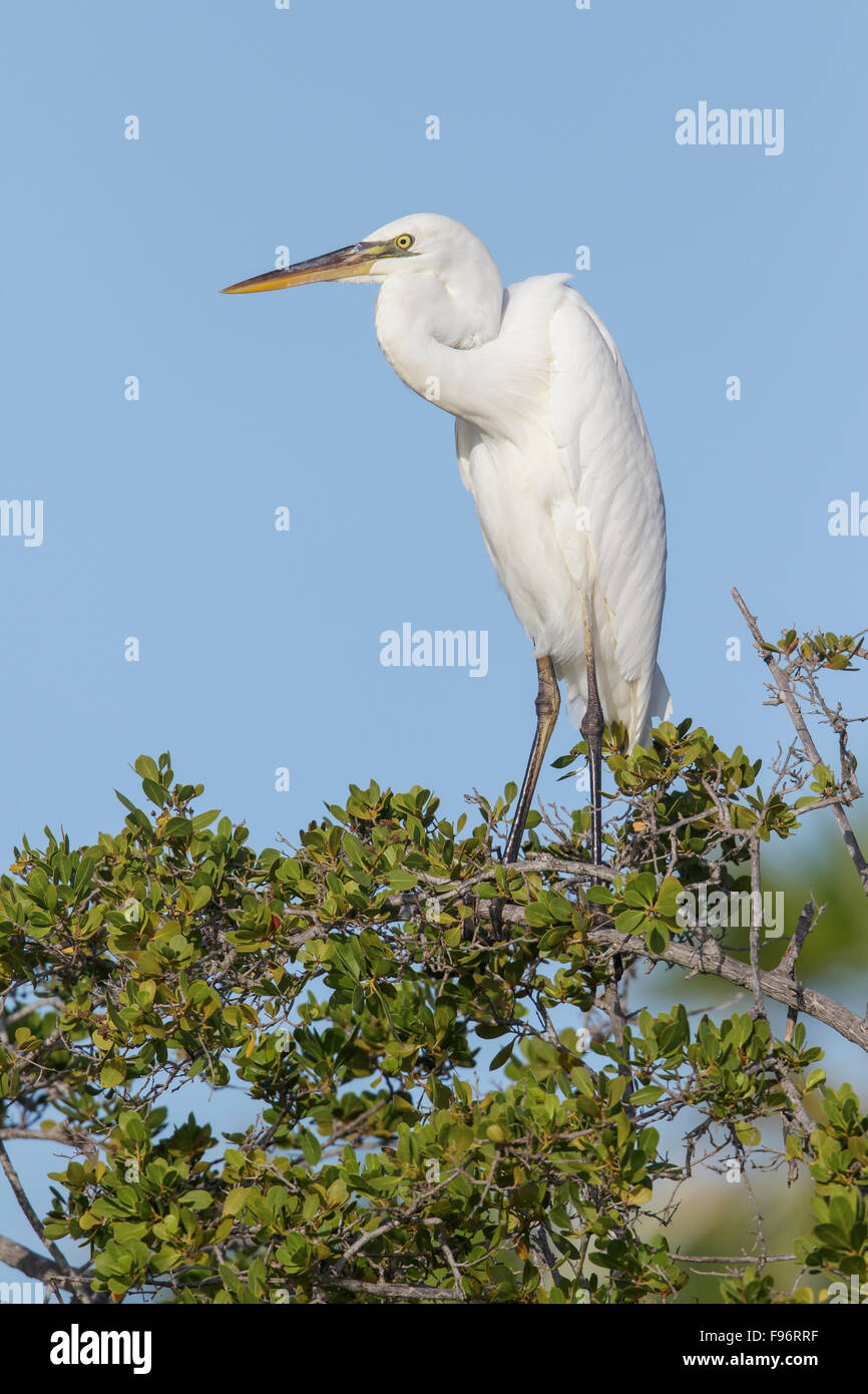 Great Egret (Ardea alba) perched on a branch in Cuba. Stock Photo