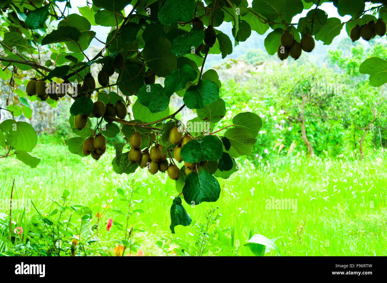 Big cluster of kiwi fruit on the tree Stock Photo