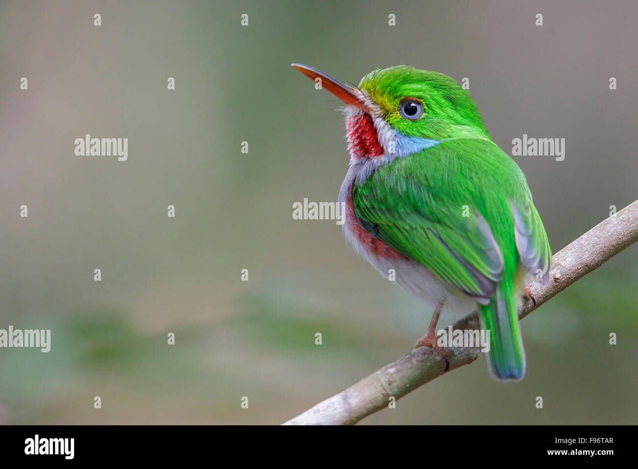 Cuban Tody (Todus multicolor) perched on a branch in Cuba. Stock Photo