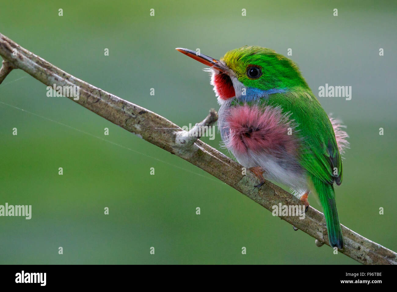 Cuban Tody (Todus multicolor) perched on a branch in Cuba. Stock Photo