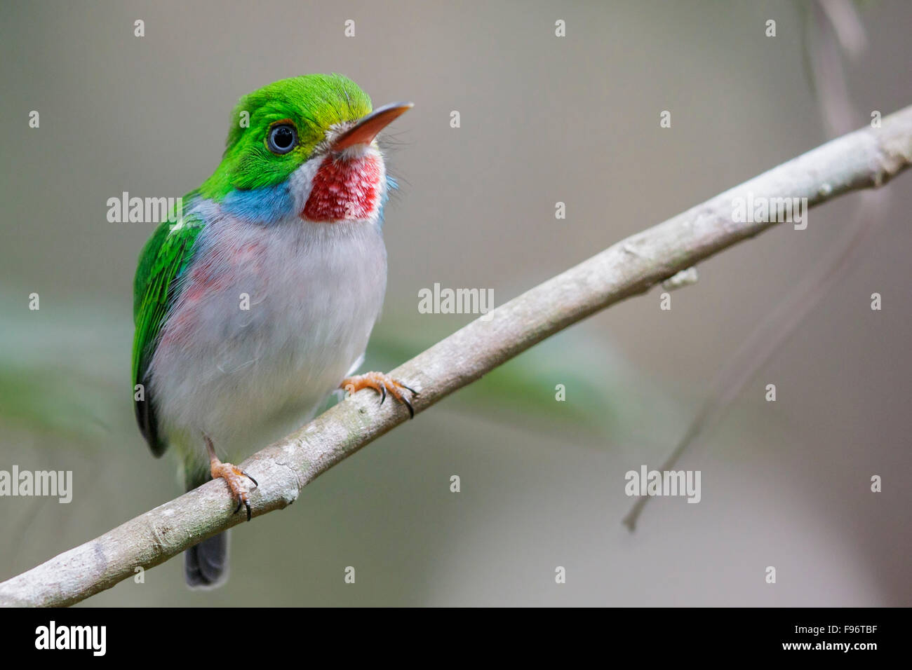 Cuban Tody (Todus multicolor) perched on a branch in Cuba. Stock Photo