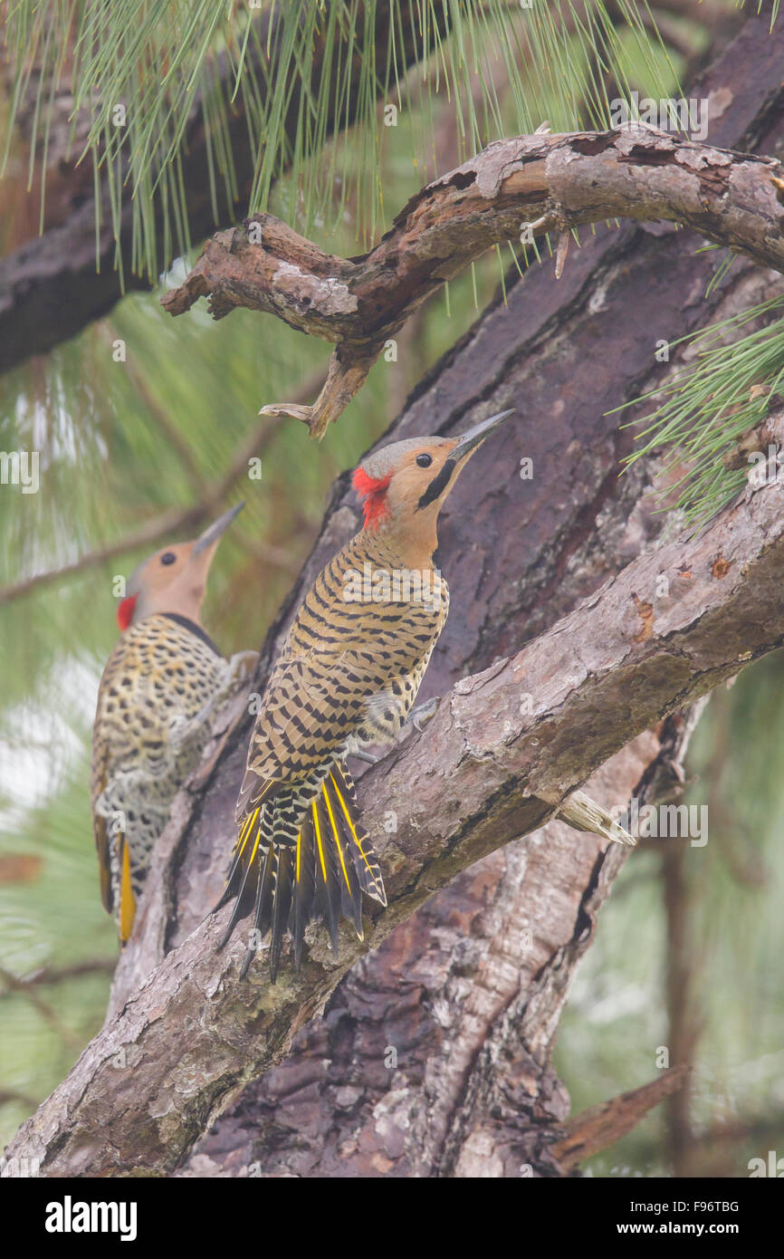 Northern Flicker (Colaptes auratus) perched on a branch in Cuba. Stock Photo