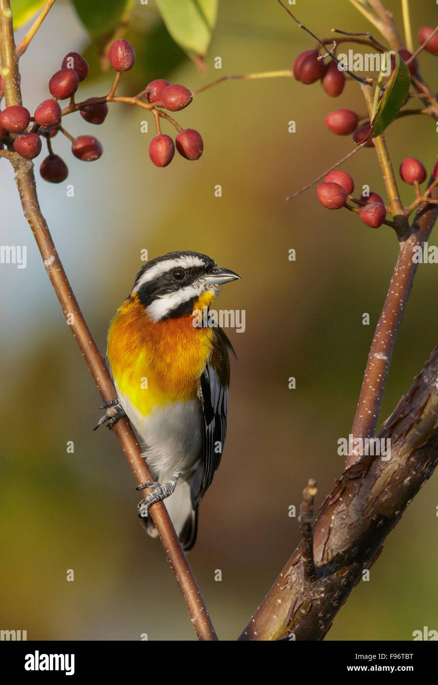 Western Spindalis (Spindalis zena) perched on a branch in Cuba Stock