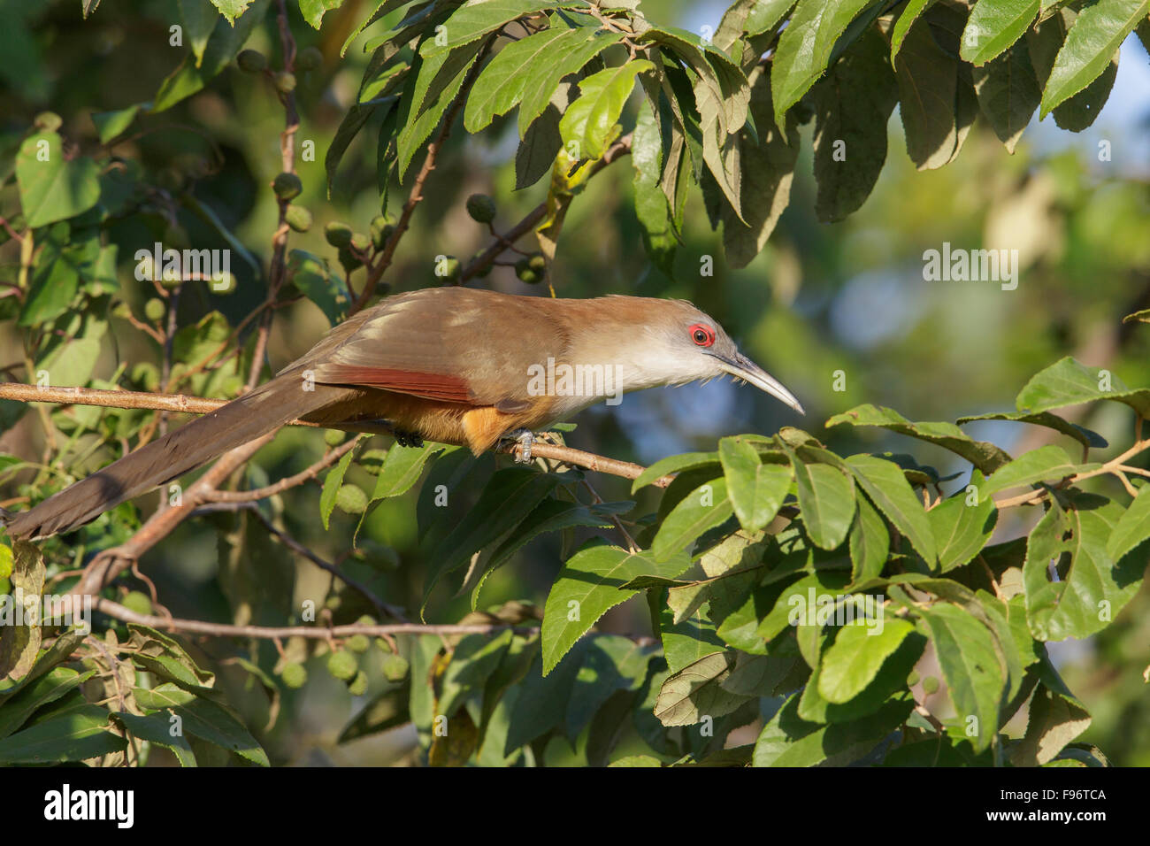 Great Lizard Cuckoo (Coccyzus merlini) perched on a branch in Cuba. Stock Photo