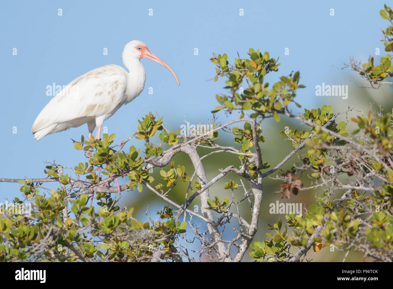 White Ibis (Eudocimus albus) perched on a branch in Cuba. Stock Photo