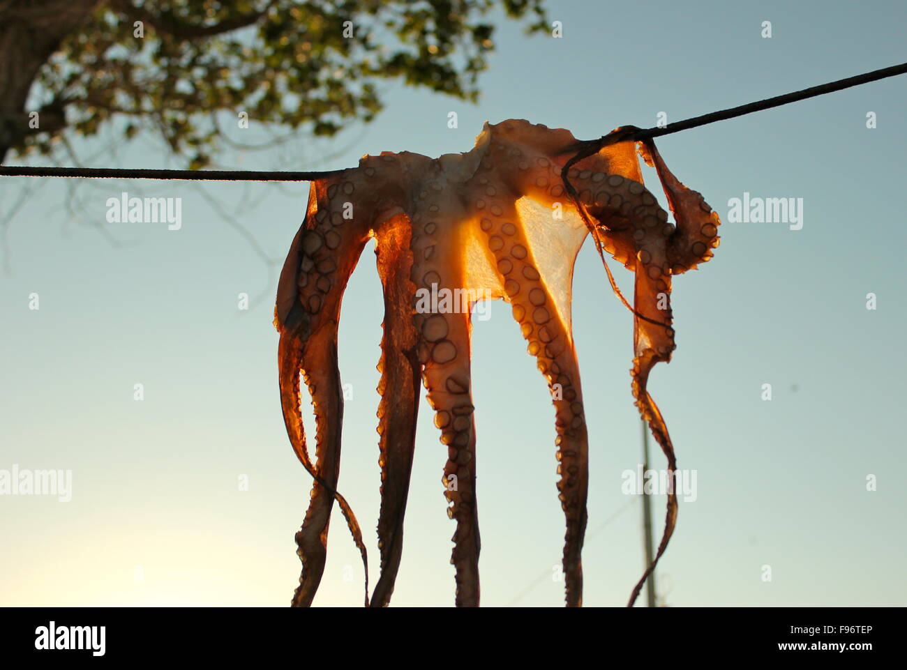Dead Octopus High Resolution Stock Photography and Images Alamy