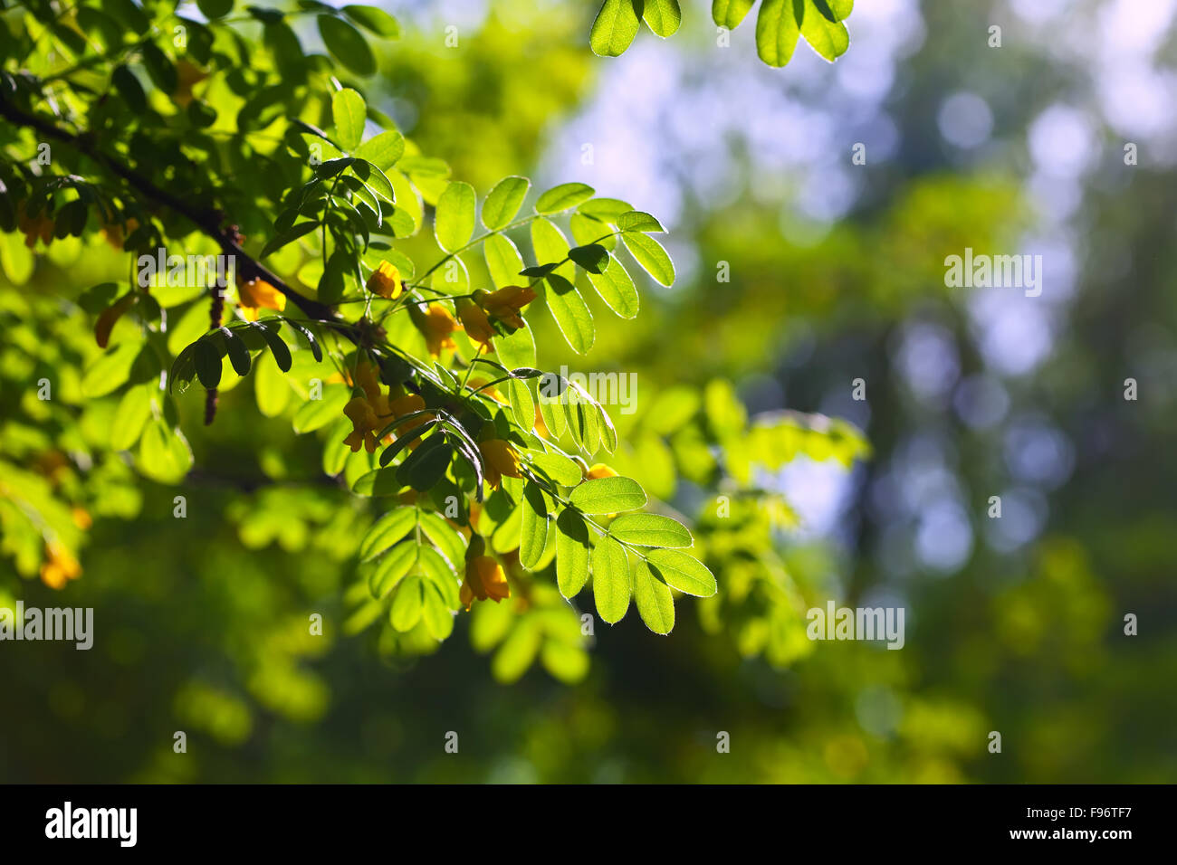 Close up of green acacia leaves, brightly backlit Stock Photo