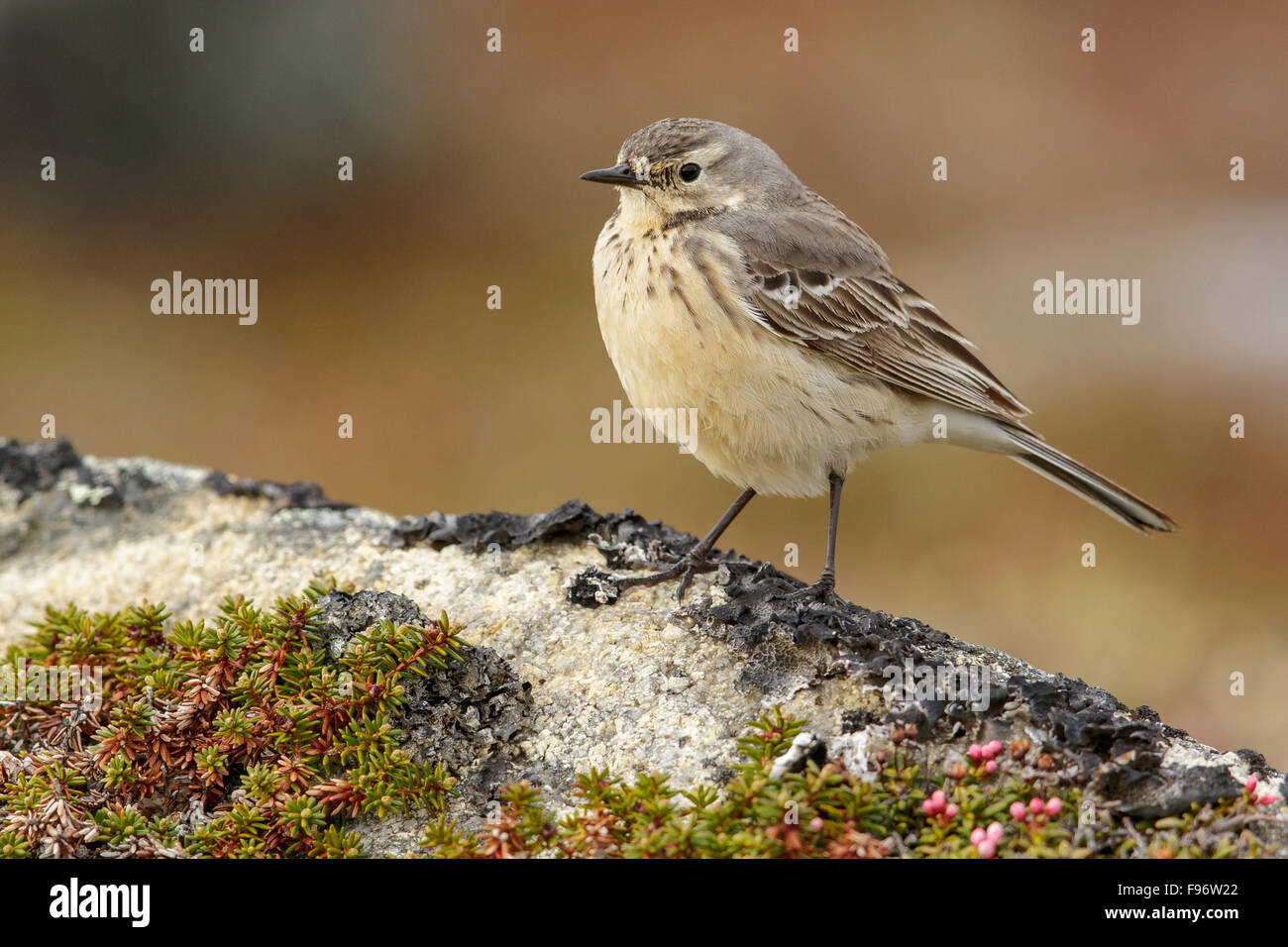 American Pipit (Anthus rubescens) perched on the tundra in Nome, Alaska. Stock Photo