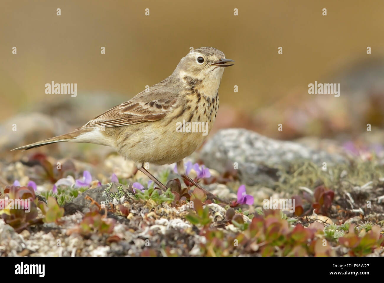 American Pipit (Anthus rubescens) perched on the tundra in Nome, Alaska. Stock Photo