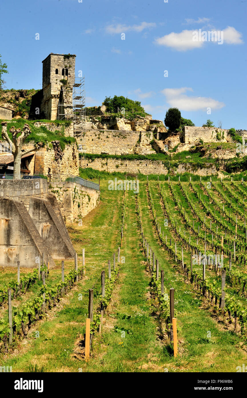 vineyards, St. Emilion, Gironde Department, Aquitaine, France Stock Photo