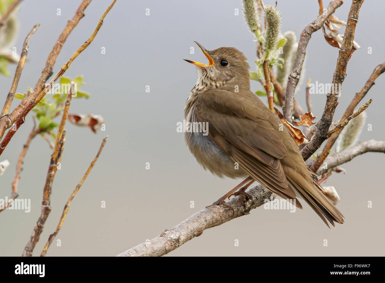 Greycheeked Thrush (Catharus minimus) perched on a branch in Nome, Alaska. Stock Photo
