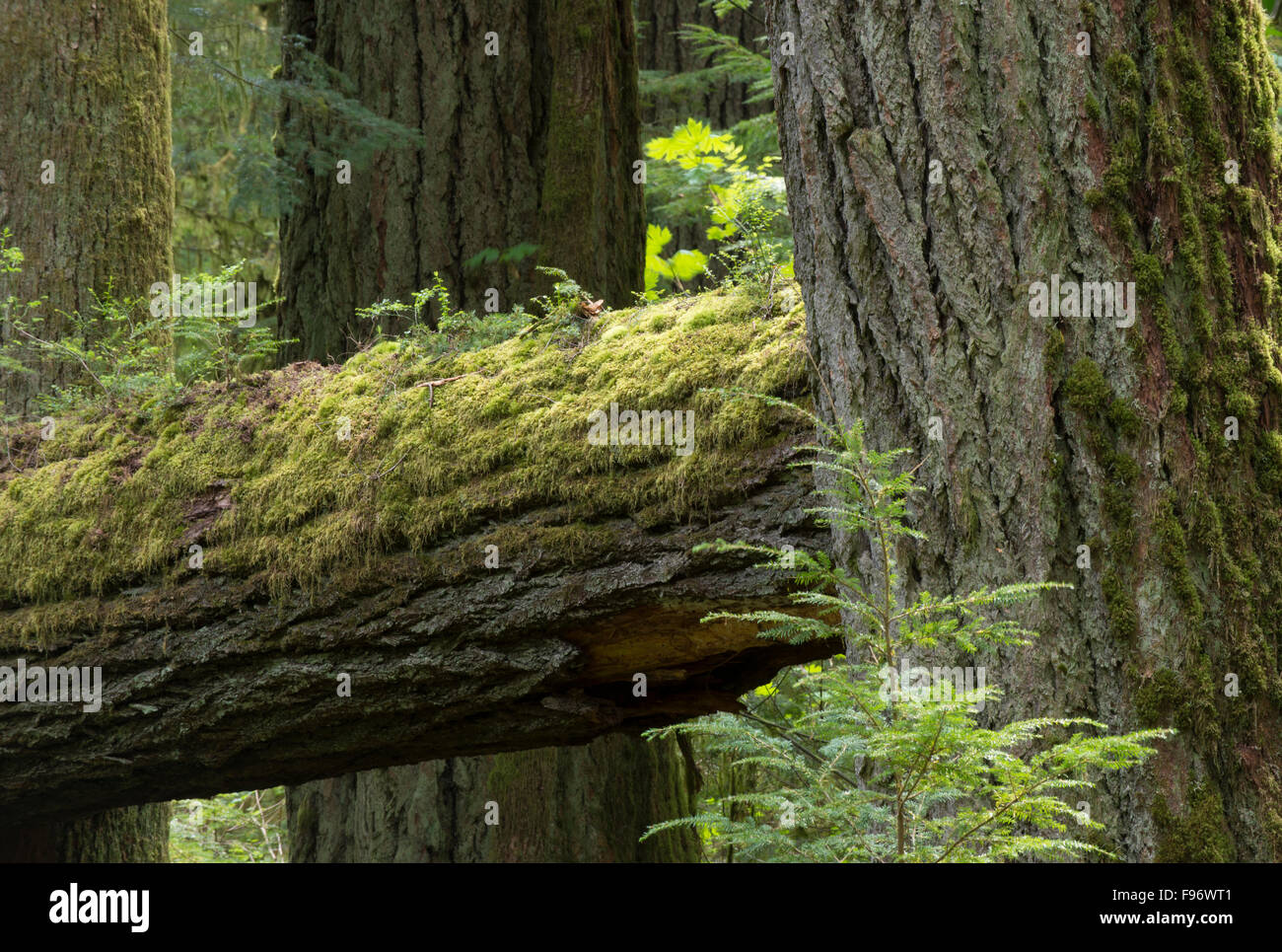 Douglas Fir tree in forest stand at CathedralGrove, MacMillan Provicial Park, Vancouver island, British Columbia, Canada Stock Photo