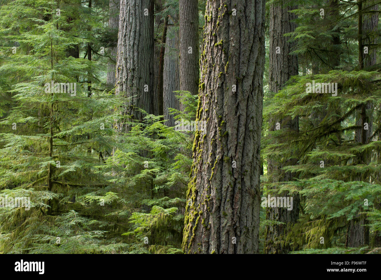 Douglas Fir tree in forest stand at CathedralGrove, MacMillan Provicial Park, Vancouver island, British Columbia, Canada Stock Photo