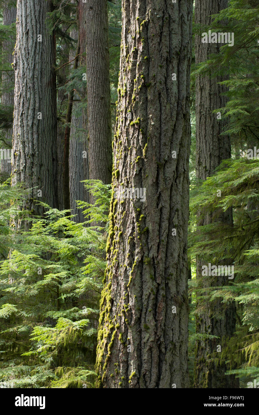 Douglas Fir tree in forest stand at CathedralGrove, MacMillan Provicial Park, Vancouver island, British Columbia, Canada Stock Photo