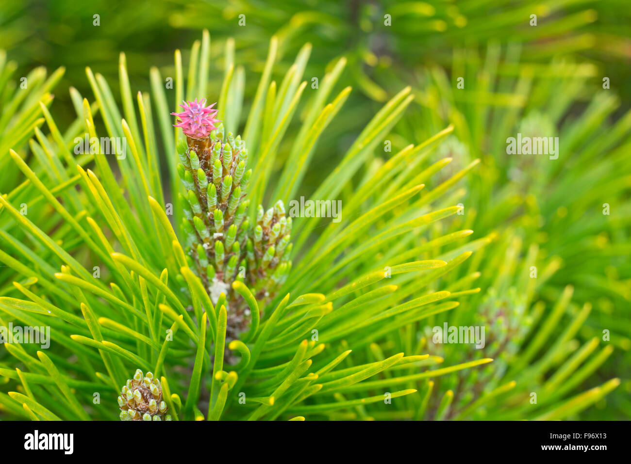 Shore Pine (Pinus contorta var. contorta), Bog Trail, Pacific Rim National Park Reserve of Canada, Vancouver Island, near Stock Photo