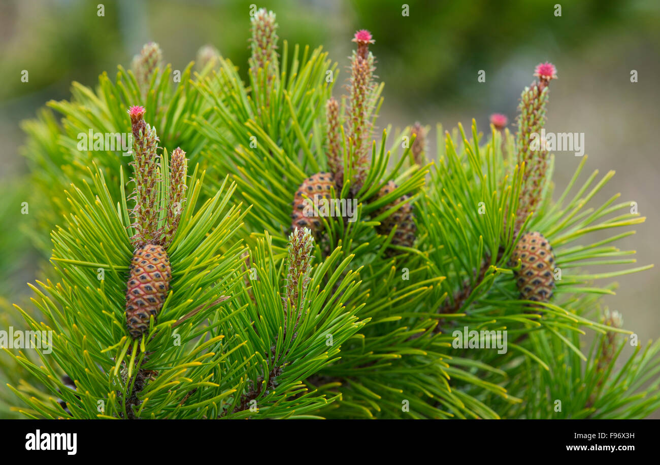 Shore Pine (Pinus contorta var. contorta), Bog Trail, Pacific Rim National Park Reserve of Canada, Vancouver Island, near Stock Photo