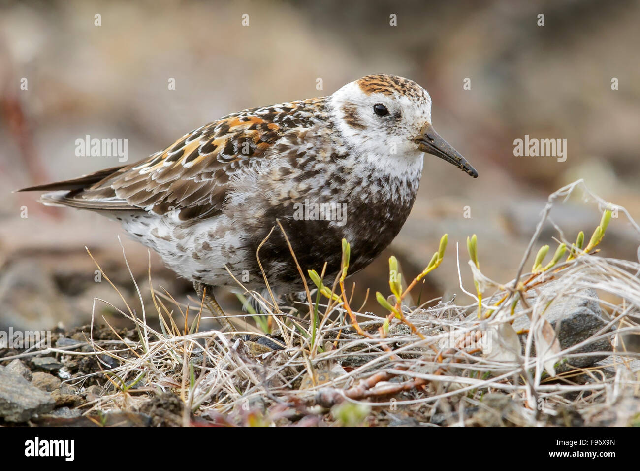 Rock Sandpiper (Calidris ptilocnemis) perched on the tundra in Nome, Alaska. Stock Photo