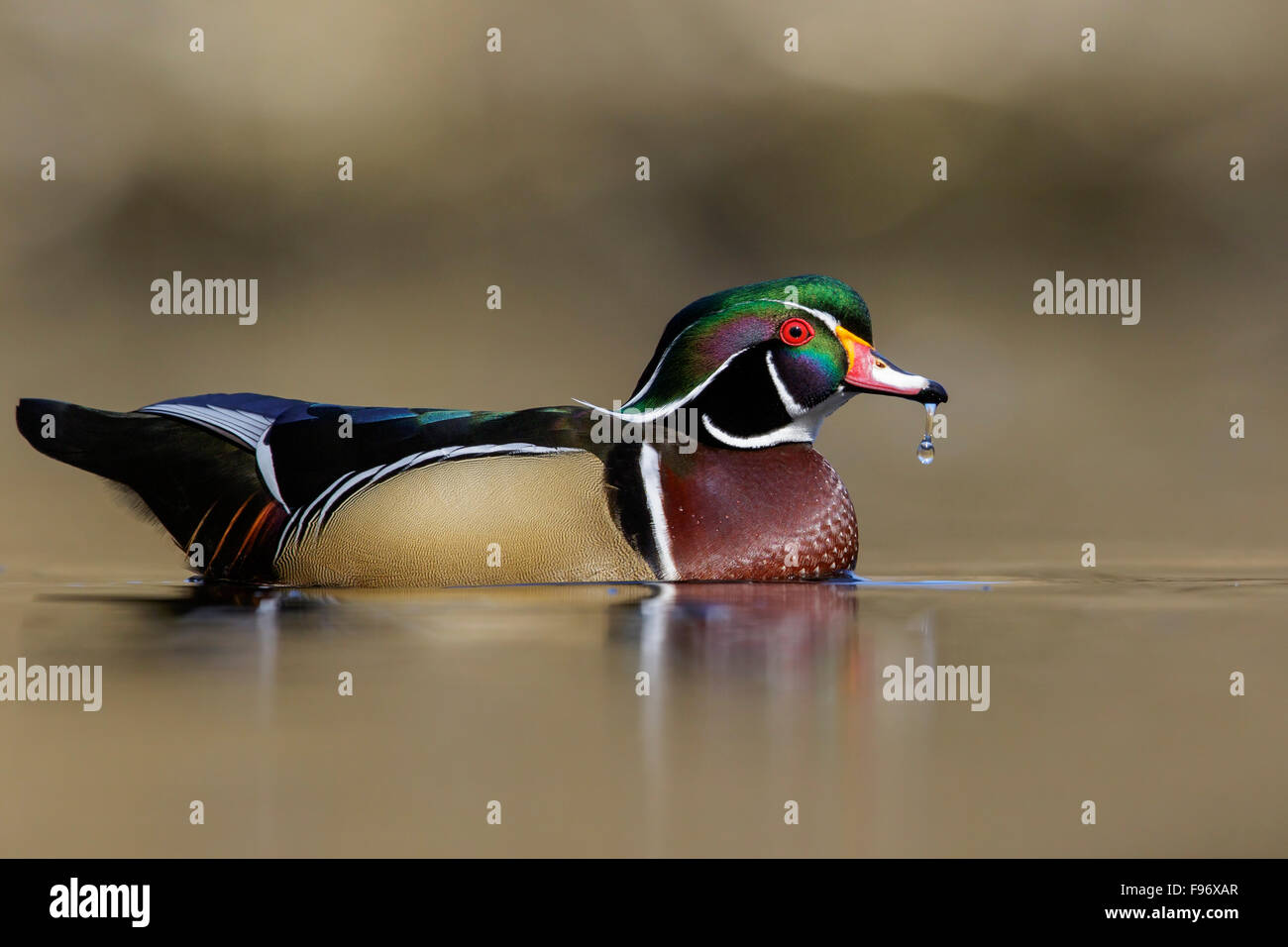 Wood Duck (Aix sponsa)  swimming in a pond in Victoria, BC, Canada. Stock Photo