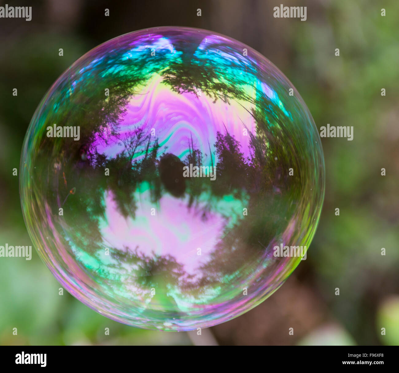 Soap bubble in forest, British Colubia, ,Canada Stock Photo