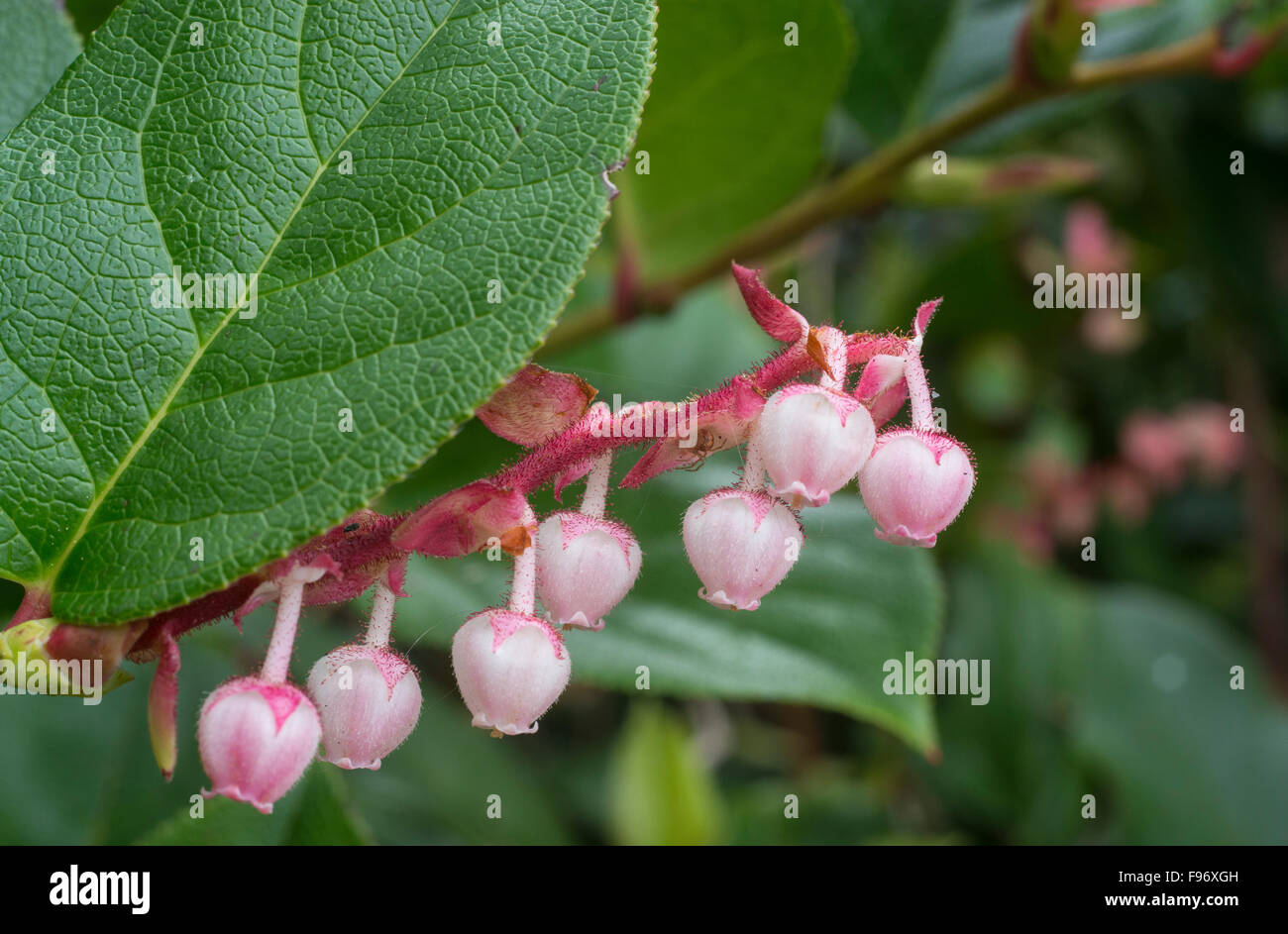 Flowering Salal (Gaultheria shallon),Pacific Rim National Park Reserve