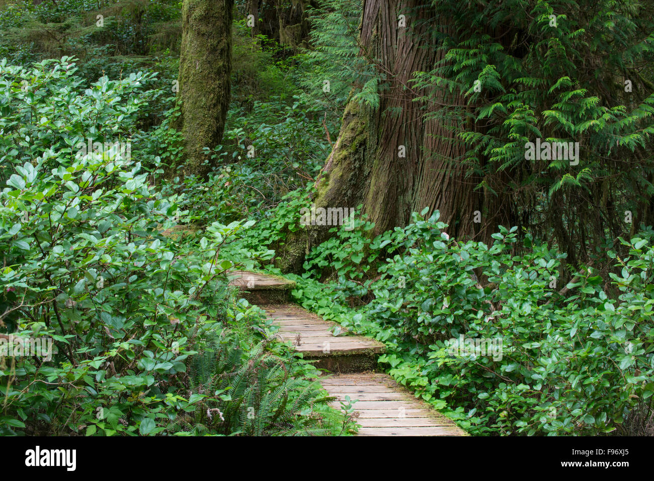 Western Redcedar (Thuja plicata), Rainforest Trail, Pacific Rim ...