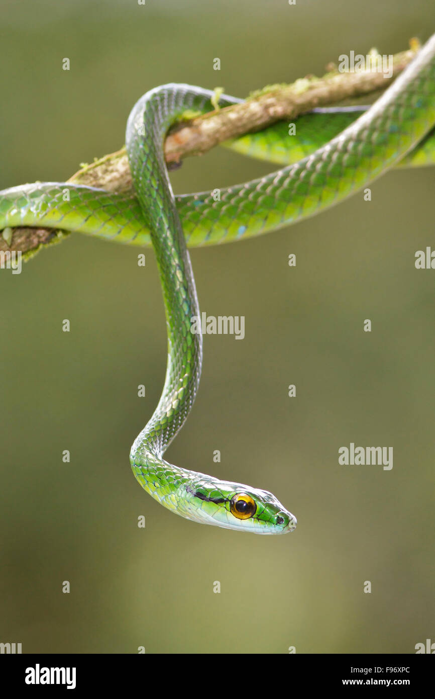 Parrot Snake perched on a branch in Costa Rica, Central America. Stock Photo