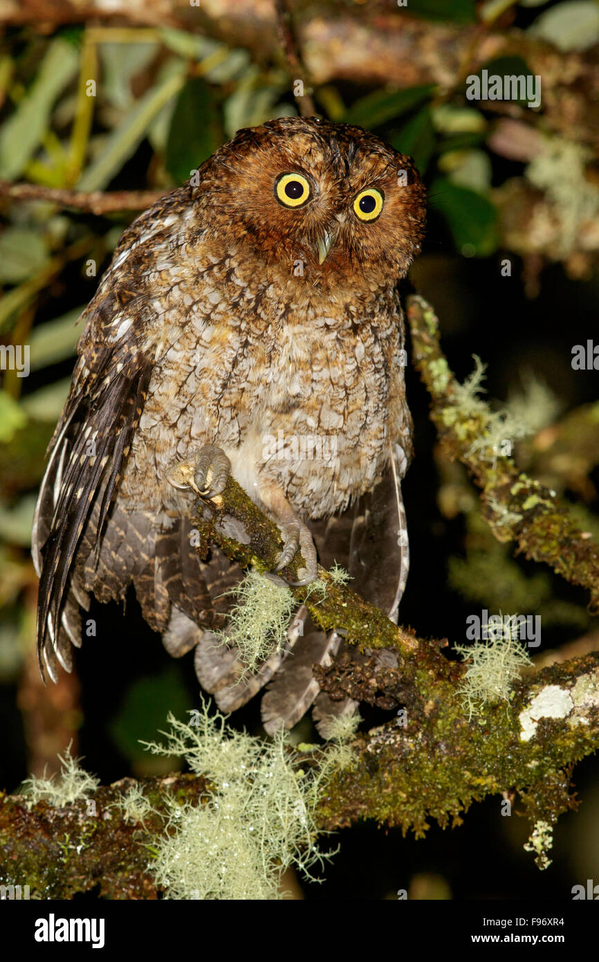 Bareshanked ScreechOwl (Otus clarkii) perched on a branch in Costa Rica. Stock Photo