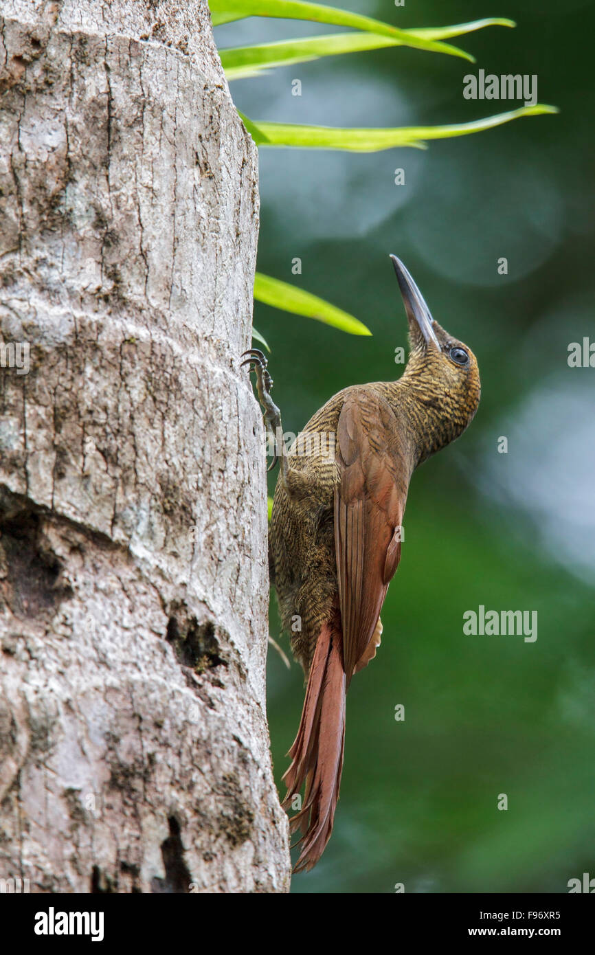 Northern Barred Woodcreeper (Dendrocolaptes sanctithomae) perched on a branch in Costa Rica. Stock Photo