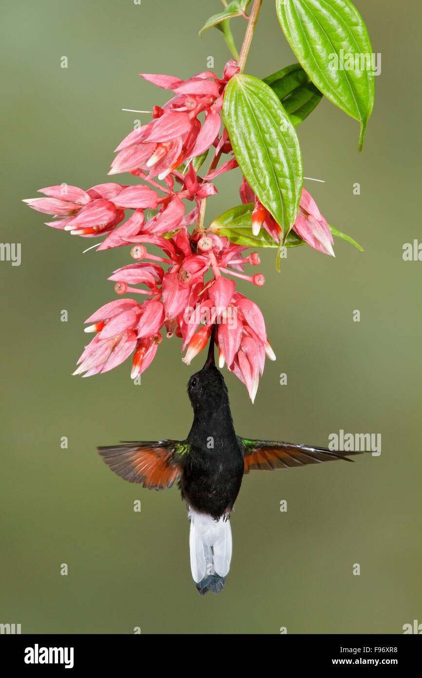 Blackbellied Hummingbird (Eupherusa nigriventris) flying and feeding at a flower in Costa Rica. Stock Photo