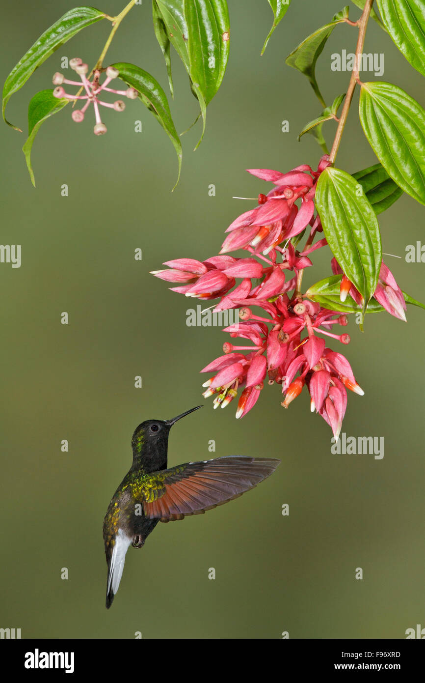 Blackbellied Hummingbird (Eupherusa nigriventris) flying and feeding at a flower in Costa Rica. Stock Photo