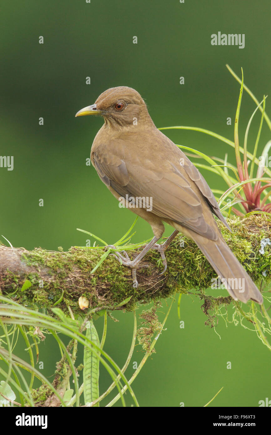 Claycolored Robin (Turdus grayi) perched on a branch in Costa Rica. Stock Photo