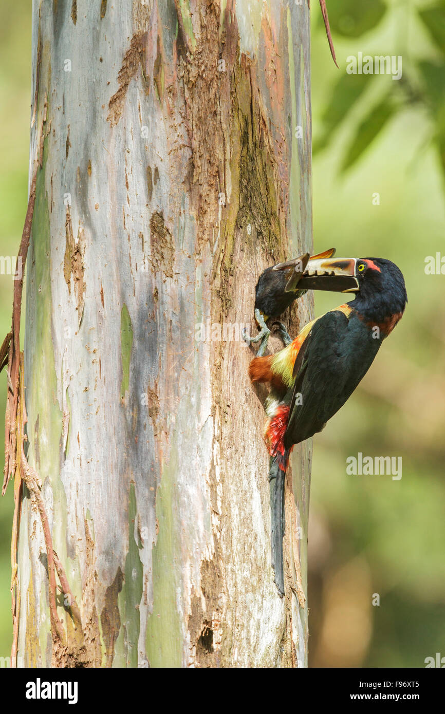 Collared Aracari (Pteroglossus torquatus) perched on a branch in Costa Rica. Stock Photo